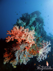 Coral encrusted bow gun of the USAT Liberty Shipwreck - T... by Marco Waagmeester 